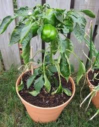 Cara Menanam Paprika Dalam Pot Atau Polybag Bibitbunga Com Paprika Pot Cara