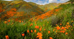 Lake elsinore flower bloom 2021. Walker Canyon Trail Lake Elsinore The Simple Hiker