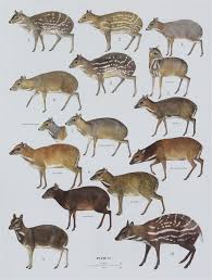 Image result for Cylindropsis parvifolia