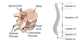 anatomy of the spine teachpe com