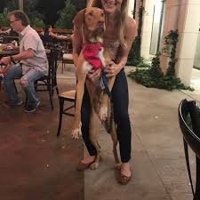Our dogs and puppies are handled daily. Texas Gulf Coast Vizsla Club