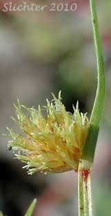Image result for Cyperus squarrosus