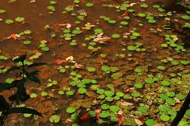 Image result for Nymphaea maculata