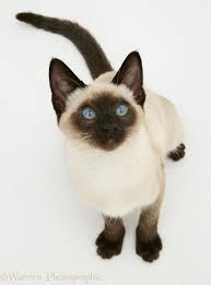 Young kittens are a pale cream, but they darken much more quickly with age than the other varieties. Seal Point Siamese Kitten Photo Wp10377