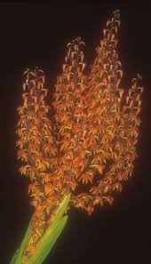 Image result for Polystachya undulata