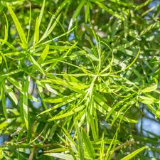Image result for Emicocarpus