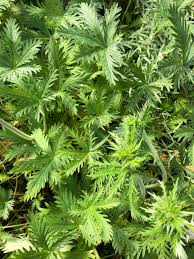 Image result for Drypetes arguta