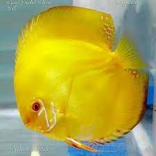Discus
