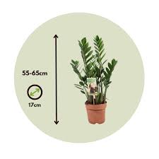 Image result for Zamiokulkas Zamioculcas
