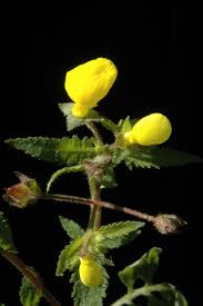 Image result for Calceolaria tripartita