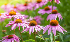 Check spelling or type a new query. How To Grow And Care For Coneflowers Martha Stewart