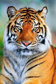 Fotografie Tigre De Vengala Fotos De Animales Salvajes Cara De Tigre