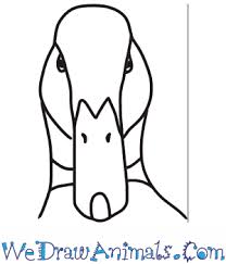 This whimsical, comical cartoon character can be drawn by you if you follow the following easy step by step cartooning instructions. How To Draw A Duck Head
