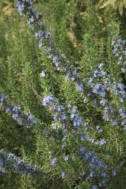 Image result for Rosmarinus officinalis