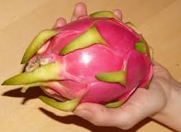 Dragon fruit trees can grow up to ten feet high and if their roots are crowded they will not bloom or produce fruit. Growing Dragon Fruit In Pots Containers Backyards Agri Farming