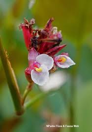 Image result for Marantochloa purpurea