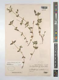 Image result for Euphorbia ophthalmica