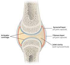 Again, you might read other different article related to veterinary osteology or syndesmology with the anatomy learner. Structures Of A Synovial Joint Capsule Ligaments Teachmeanatomy