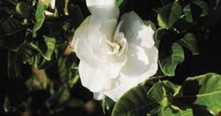 Growing A Potted Gardenia Plant Gardenia Plant Gardenia Trees Gardenia Bush