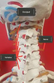 Pain is caused by the muscles in and around the jaw joint tightening up. Making Jaw Pain And Lockjaw A Thing Of The Past