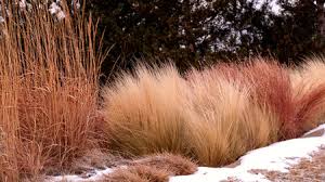 Image result for Panicum schinzii