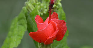 I like to pot up several stems in large 5 gallon nursery pots, and keep in shade. Turk S Cap Native Plant For Hummingbirds Bees Butterflies