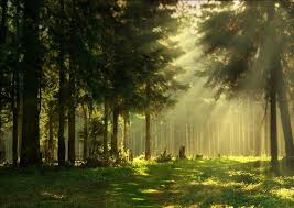 One of the ancient commoner rights in epping forest is that of grazing cattle. T R A V E L Top 5 Things To Do In Essex Types Of Pine Trees Epping Forest Forest And Wildlife