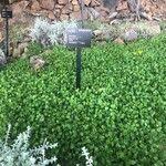 Image result for Falkia