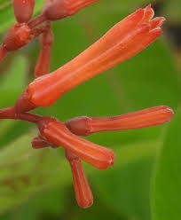 Image result for Hamelia patens