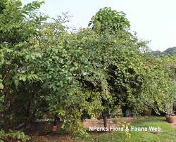 Image result for Ziziphus mauritiana