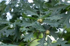 Image result for white oak leaf