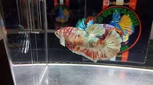 Ikan cupang (betta sp.) adalah ikan air tawar yang habitat asalnya adalah beberapa negara di asia tenggara, antara lain indonesia, thailand, malaysia, brunei darussalam, singapura, dan vietnam. Ikan Cupang Female Big Ear Nemo Copper Gold Youtube