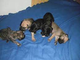 It's not the first time such a large litter was born to the breed. Great Dane Puppies For Sale In Columbus Ohio Classified Americanlisted Com