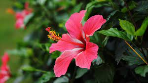 Hardy hibiscus do not come in these colors or in doubles! Will A Hibiscus Grow If You Cut It All The Way Back