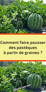 Comment Faire Pousser Des Pasteques A Partir De Graines Pasteque Graine Planter Des Graines