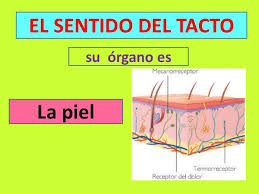 Resultado de imagen de EL TACTO PARA NIÑOS