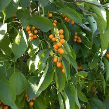 Application, location and plant characteristics of the celastrus scandens in the ebben nurseries treeebb. Buy Celastrus Scandens Plant Plantslive