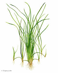 Image result for Vallisneria