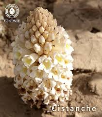 Image result for Cistanche tinctoria