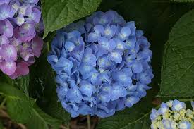 (big leaf hydrangea) blue jangles® hydrangea is part of the let's dance® series of big leaf hydrangeas. Let S Dance Blue Jangles Reblooming Hydrangea Hydrangea Macrophylla Proven Winners