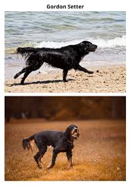 Maybe you would like to learn more about one of these? Can Irish Setters Be Black We Found Out Finally The Puppy Mag