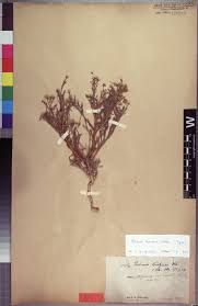 Image result for Oliverella hildebrandtii