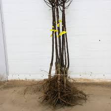 Image result for prunus domestica renkloda althana