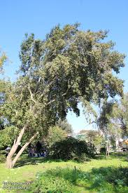Image result for Elaeodendron