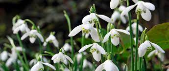 Snowdrops Hope Flowers Blog In2english