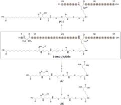Semaglutide can slow your digestion, and it may take longer for your body to absorb any medicines you take by mouth. Absorption Metabolism And Excretion Of The Glp 1 Analogue Semaglutide In Humans And Nonclinical Species Sciencedirect