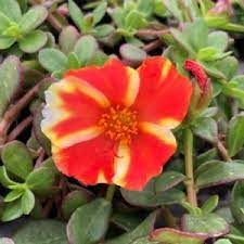 Piantine di portulaca online / pianta portulaca : Piantine Di Portulaca Online Peach Moss Rose Portulaca Flowers Flowers Photography Beautiful Flowers Questa Specie E Usata Dall Uomo Da Almeno 3000 Anni Un Po Perche E Crosss7