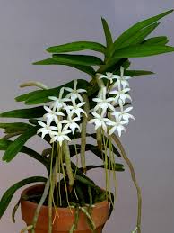 Image result for Ypsilopus