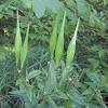 When to plant milkweed plants? Https Encrypted Tbn0 Gstatic Com Images Q Tbn And9gct6p9 Npizehh Kxwdpljfuaxuc4vhn2n Qyhmkfv4etivqap2w Usqp Cau