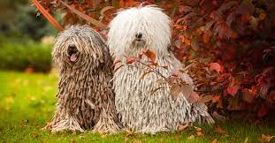 Going to shelters or breed rescues is a great way for the obamas or anyone to get a pet. What Are The Best Hypoallergenic Dogs For People With Allergies Petfinder